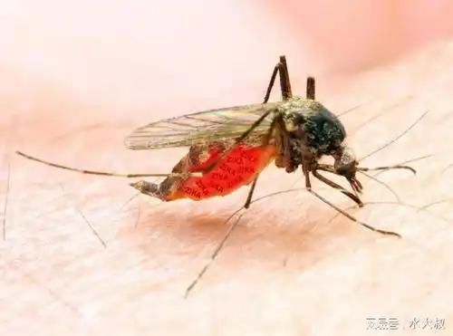  提醒蚊子最爱叮这两种人,究竟哪2种人看完涨知识了