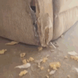  哈士奇是真的傻吗是