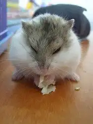  zol下载