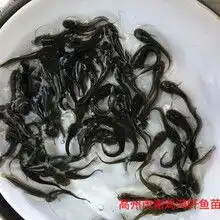  江西九江花鲢鱼苗胖头鱼苗价格江西新余大头鱼苗批发