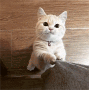 猫gif搞笑图片头像