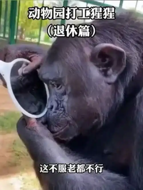  恶搞配音搞笑集锦囧事方言配音我伙呆出糗爆笑动物糗事集锦反转动物集锦恶搞字幕