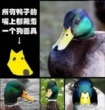  所有的鸭子都戴着狗的面具