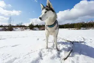  哈士奇犬图片图片大全