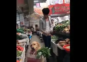  狗狗跟主人去买菜,提菜到累瘫在地,旁人却也笑瘫了