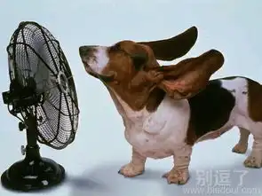  小狗狗搞笑图片笑话搞笑小狗狗搞笑图片精选爆笑小狗狗搞笑图片大全别逗了