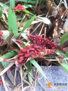  长安图书馆绿化带惊现怪虫密集恐惧症慎点