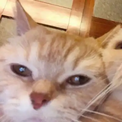 可爱又萌的小猫咪来了,动物搞笑情侣头像 可爱又萌的小猫咪来了,动物搞笑情侣头像