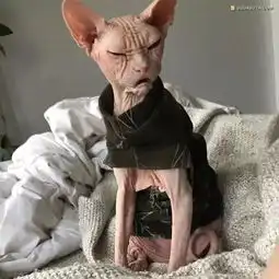  长像最邪恶的猫咪