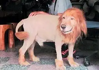 搞笑趣图狗狗被剃毛以后,不由得怀疑狗生了1