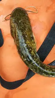  鱼塘捞起鲶鱼王,不知道在里面生活了多少年,这是在中国