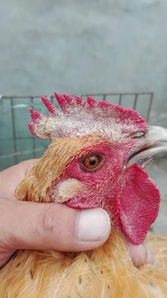  斗鸡脸上白怎么办鸡群鸡冠溃烂是什么病鸡冠发黄溃烂用什么药鸡冠烂是什么原因鸡冠长泡溃烂是为什么鸡长斑怎么回事怎么治疗鸡的冠子烂了什么原因