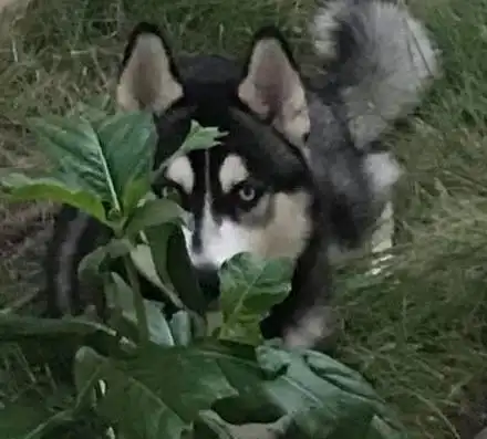  搞笑图片论装疯卖傻,二哈才是专业的