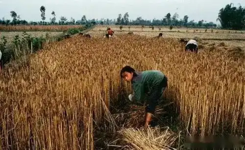 97年我帮村长收麦子,晚上去村长家吃饭,不料撞见他女儿找衣服穿  97年我帮村长收麦子,晚上去村长家吃饭,不料撞见他女儿找衣服穿