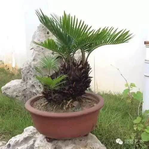  铁树开花虽难也要知道栽培养护