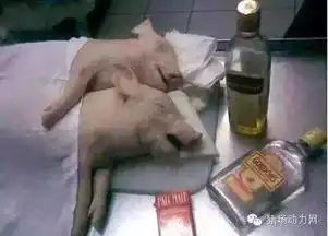  十张关于猪的爆笑图片,第一张我就没忍住