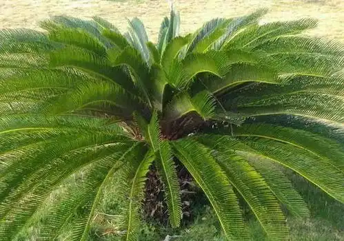 砍伐香樟要判刑,龙游这些野生植物不能随便采