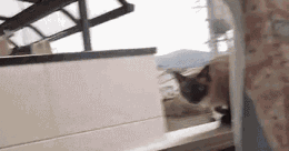 猫打架gif动图