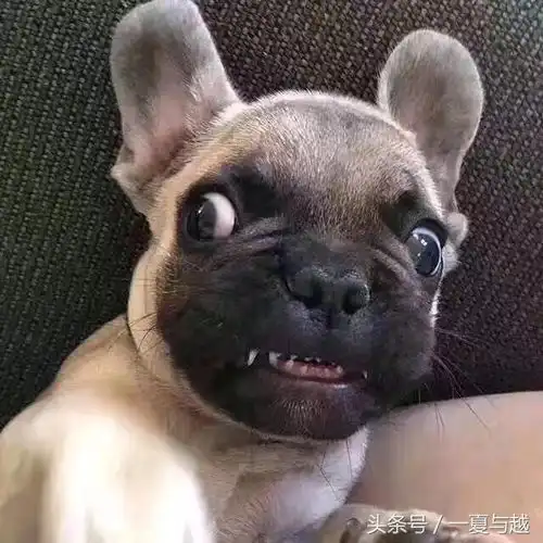  用两只猛犬可以撂倒一头雄狮么狗你对力量一无所知