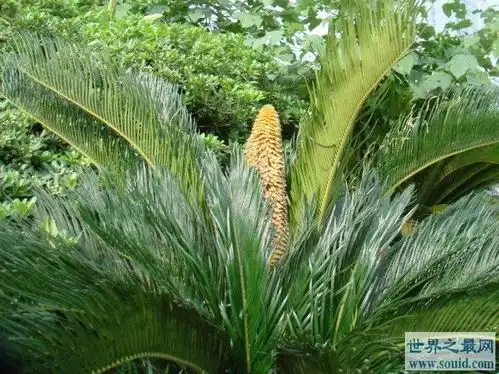 植物界千载难逢的一幕两棵铁树竟然同时开花 植物界千载难逢的一幕两棵铁树竟然同时开花