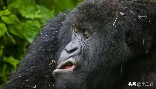 孤岛上的一场屠杀遍地都是日寇残肢,揭开鳄鱼抗日的真相  孤岛上的一场屠杀遍地都是日寇残肢,揭开鳄鱼抗日的真相