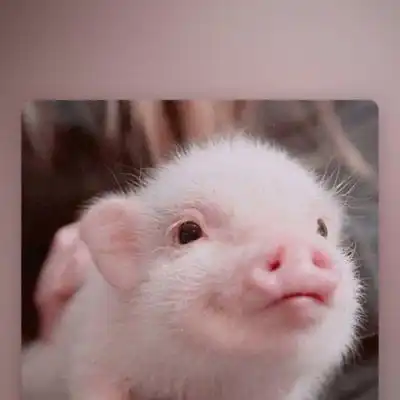  可爱真实小猪头像图片