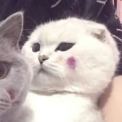 可爱又萌的小猫咪来了,动物搞笑情侣头像  可爱又萌的小猫咪来了,动物搞笑情侣头像