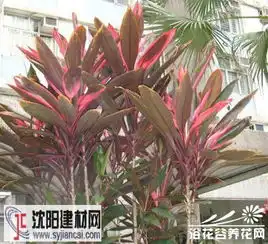 红铁树花图片