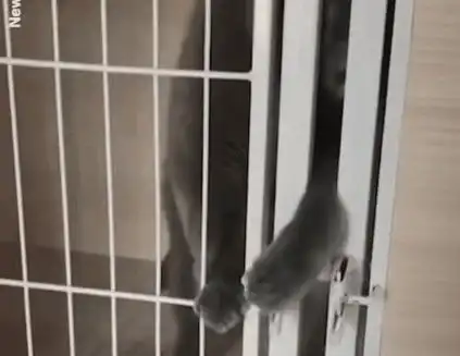 萌猫上演越狱行动,你当真主人不知道  萌猫上演越狱行动,你当真主人不知道