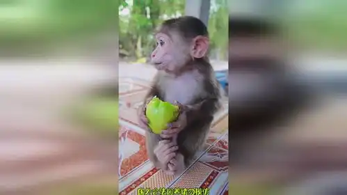 看猴哥吃水果搞笑神奇动物在  看猴哥吃水果搞笑神奇动物在