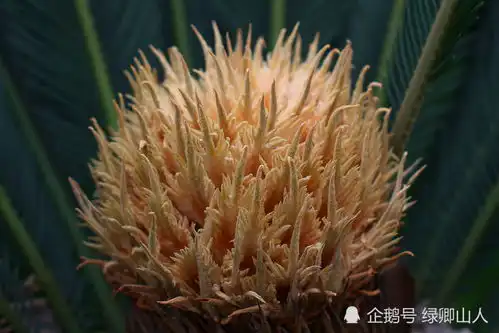  第24集铁树开花,哑巴说话,凤凰抱蛋吉祥的象征