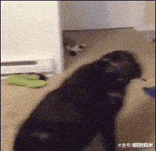 搞笑图片gif运势