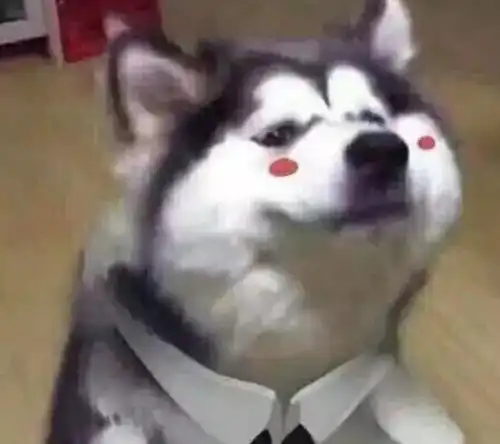  狗狗的8种疾病语言,哪种需要进医院