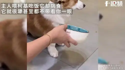  主人喂柯基吃饭,甚至都不带看你一眼,一个猪不吃糠两个吃的香