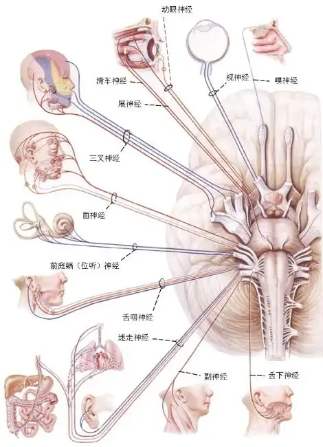  咳咳挖耳朵为什么想咳嗽