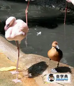  没人告诉你你只是一只鸭子吗