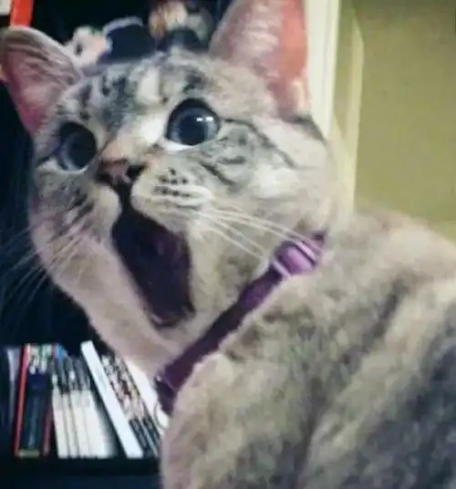 代餐粉真的能减肥吗  代餐粉真的能减肥吗