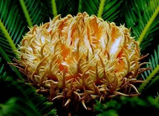 罕见的铁树开花,这些铁树开花的图片美极了 罕见的铁树开花,这些铁树开花的图片美极了