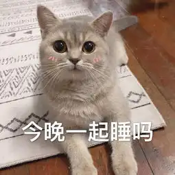  猫咪表情包今晚一起睡吗