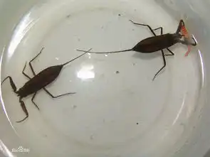  请问各位大侠,蝎蝽有毒吗