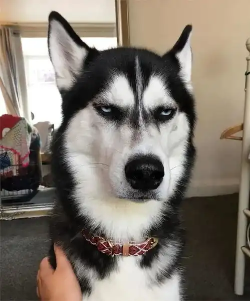  爆笑萌宠狗狗表情包,二哈的神之藐视