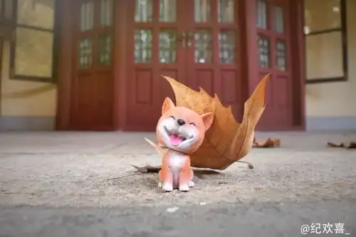 摄影携萌犬祝华东政法大学生日快乐  摄影携萌犬祝华东政法大学生日快乐