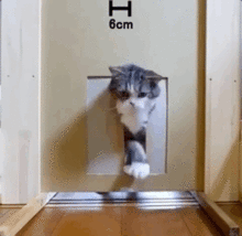  为什么身边养猫的人越来越多了