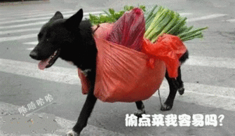 搞笑动态美女图片大全动