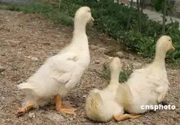 鸭子搞笑图片呱呱