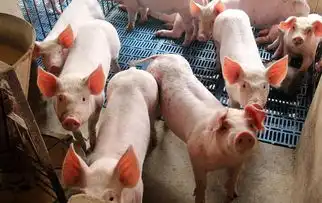  猪价低迷期,割草喂猪降低成本才是硬道理