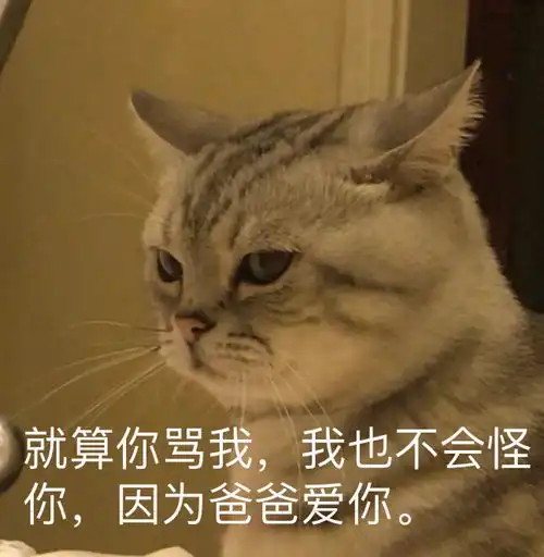 发几个喵子的表情包流量慎入