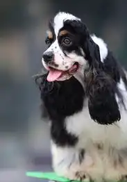  可卡犬图片,英国可卡犬,可卡犬怎么养太平洋时尚网专区