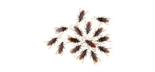 愚人节恶作剧整人整蛊礼物玩具仿真假蟑螂小强恶搞吓人道具假虫子  愚人节恶作剧整人整蛊礼物玩具仿真假蟑螂小强恶搞吓人道具假虫子