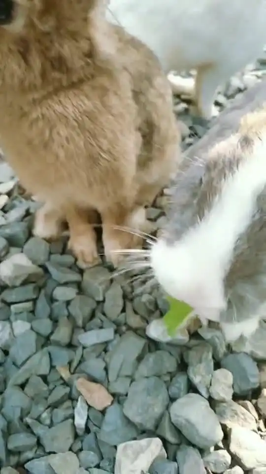 公交车爆笑男女强壮的老奶奶奶奶,求求你让我下车吧关注我每日更新哦  公交车爆笑男女强壮的老奶奶奶奶,求求你让我下车吧关注我每日更新哦